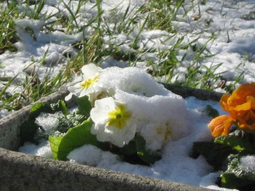 fiori neve